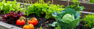 Growing Together: St. Matthew’s ElderGarten