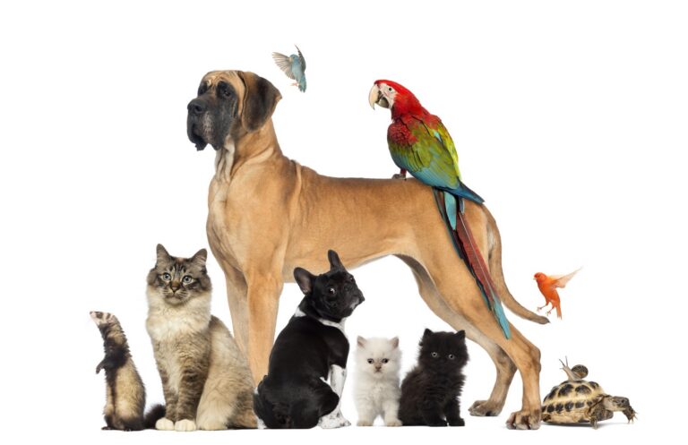 Blessing of the Animals 🐾
